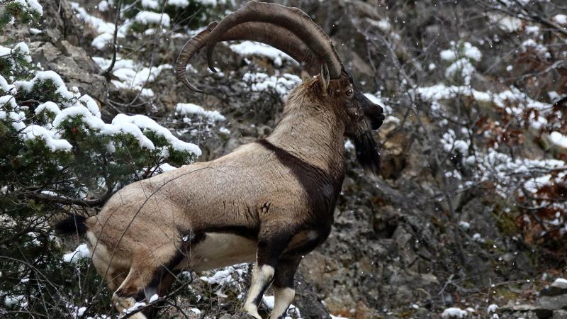 Kahramanmaraş’ta bir evin bahçesine giren yaban keçisi tedavisinin ardından doğaya salınacak