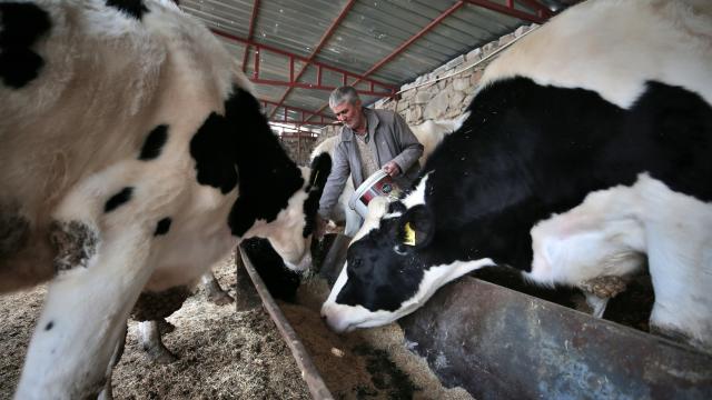 Depremde hayvanlarını kaybeden besiciye büyükbaş desteği sağlandı