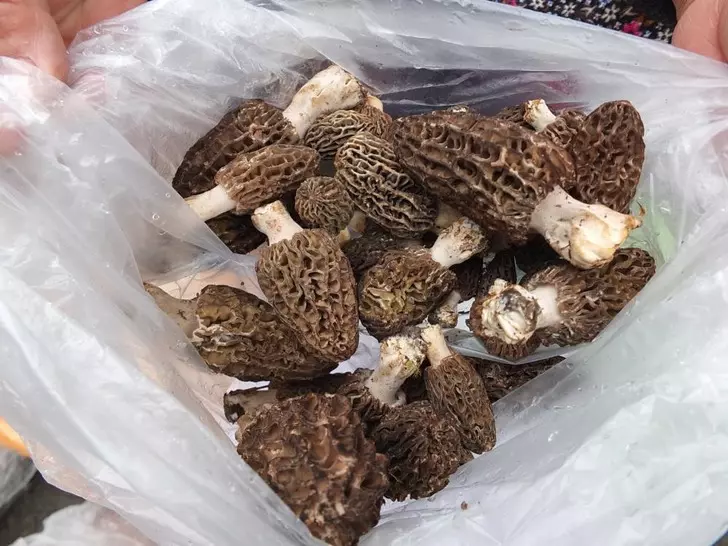 Kuzu göbeği mantarı altın ile yarışıyor! Kilosu 900 liraya çıktı