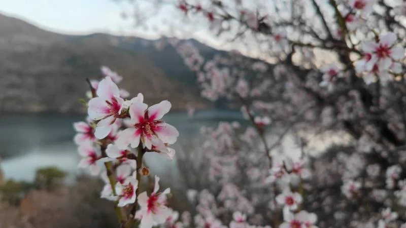 Çorum’da ceviz üreticileri zirai dondan tedirgin