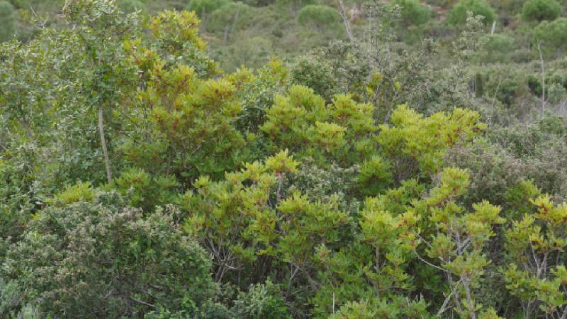 Ayvalık’ta ‘Zeytin Hatıra Fidanlığı’ kuruldu