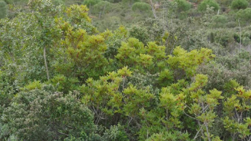 Ayvalık’ta ‘Zeytin Hatıra Fidanlığı’ kuruldu