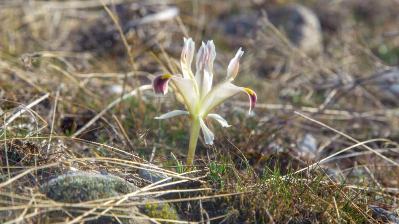 Beydağı’nın eteklerinde nevruz çiçekleri açtı