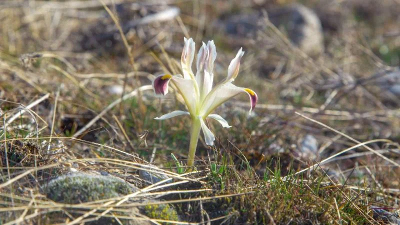 Beydağı’nın eteklerinde nevruz çiçekleri açtı