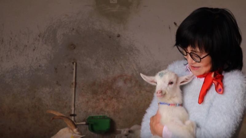 Kocaeli’de Güney Koreli kadın girişimci keçi çiftliği kurdu