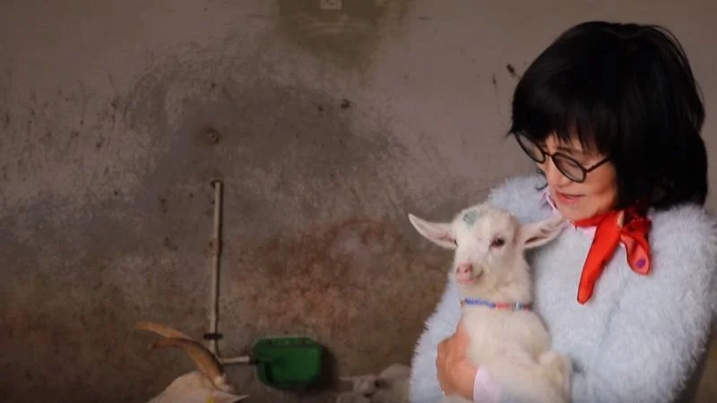 Kocaeli’de Güney Koreli kadın girişimci keçi çiftliği kurdu