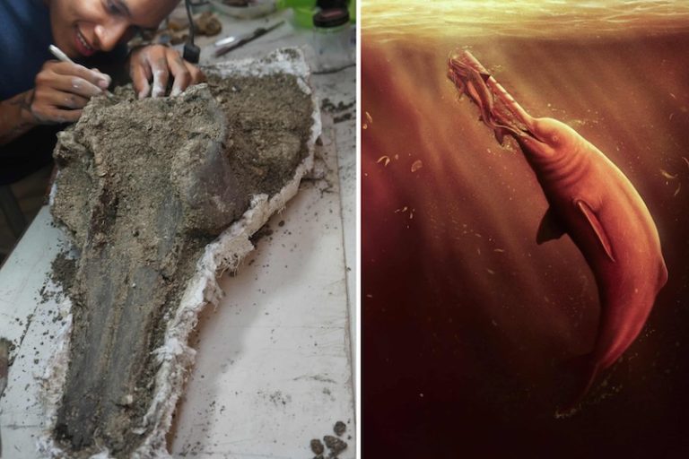 Amazon’da 16 Milyon Yıllık Devasa Bir Yunus Kafatası Bulundu