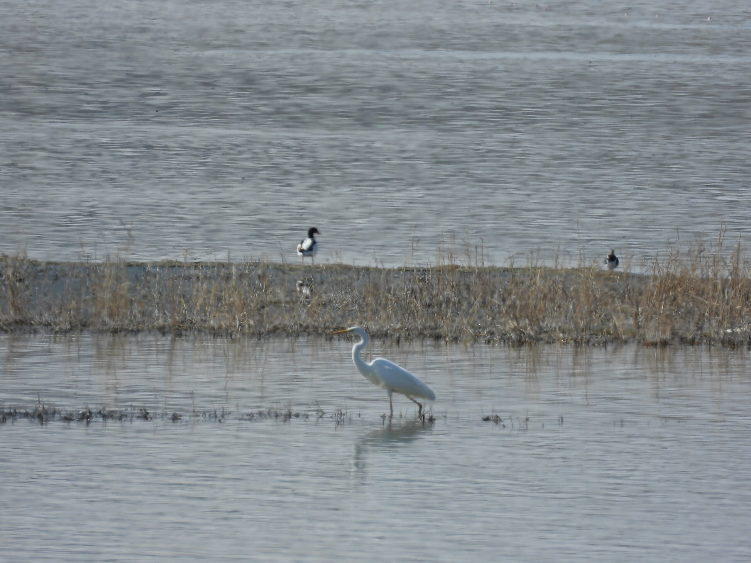 Flamingo Gölü; Mogan Sel Kapanı Barajı(Özel Haber)