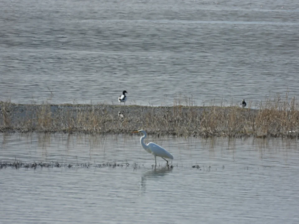 Flamingo Gölü; Mogan Sel Kapanı Barajı(Özel Haber)