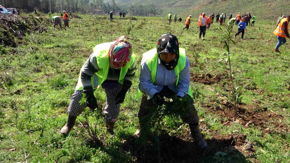 Marmaris’teki Yanık Alanlarda Ağaçlandırma Çalışmaları Devam Ediyor