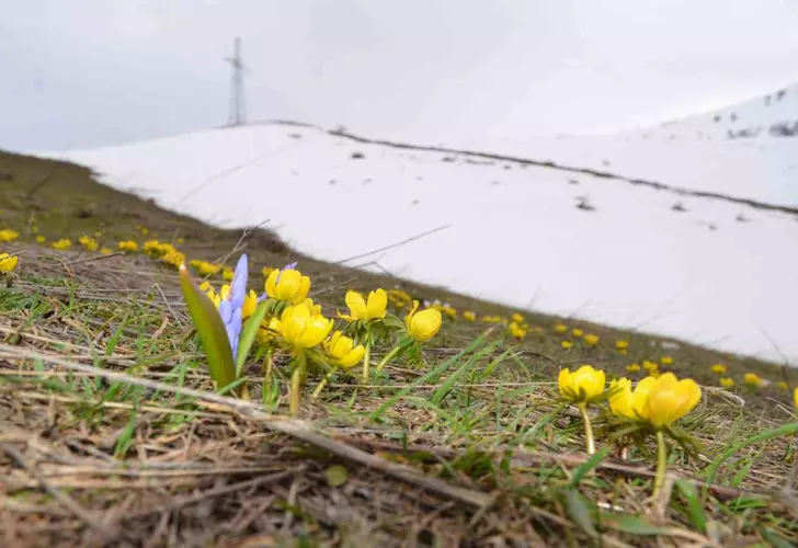 O ilde aynı anda hem kış hem bahar! Kar erimeden çiçekler açtı