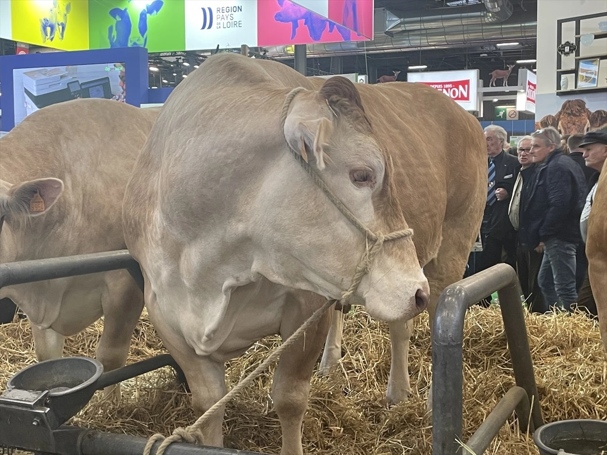 Paris Uluslararası Tarım Fuarı’nda 990 Kilogramlık İnek Rekor Fiyata Satıldı