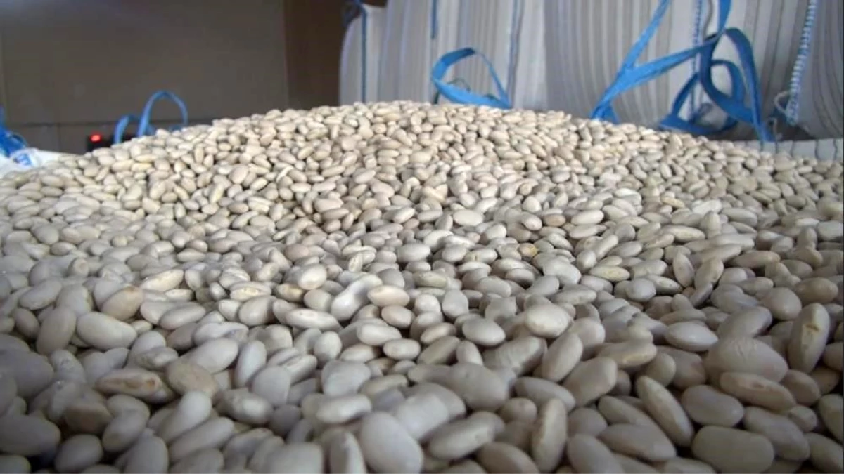 Muğla Ortaca’da Baklagil Üretimi ve Tarımsal Kalite Çalışmaları Devam Ediyor