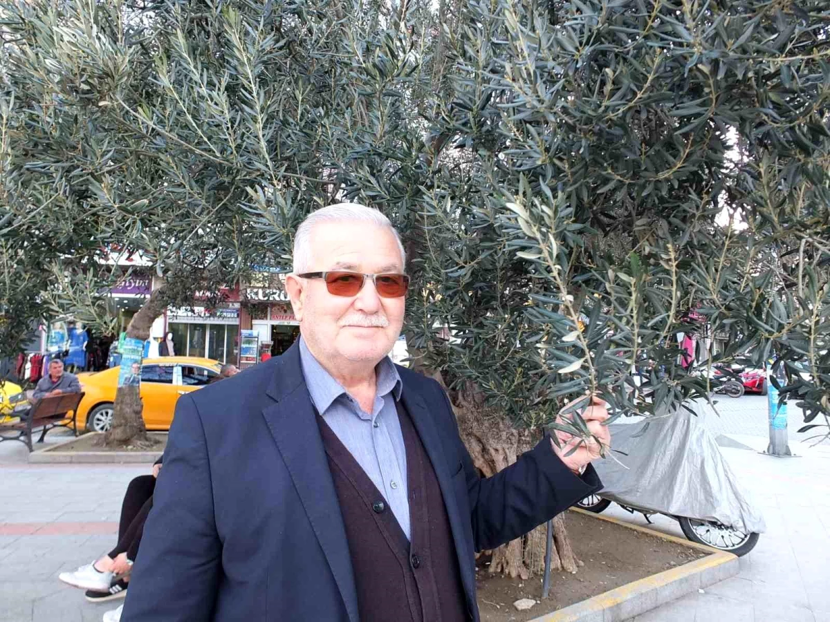 Balıkesir’de Yağışlar Zeytincileri Sevindirdi