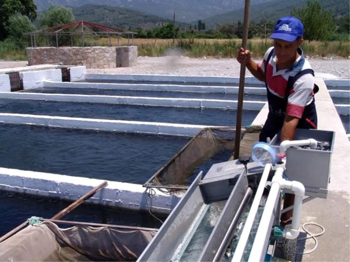 Muğla’dan Almanya’ya Füme Alabalık İhracatı