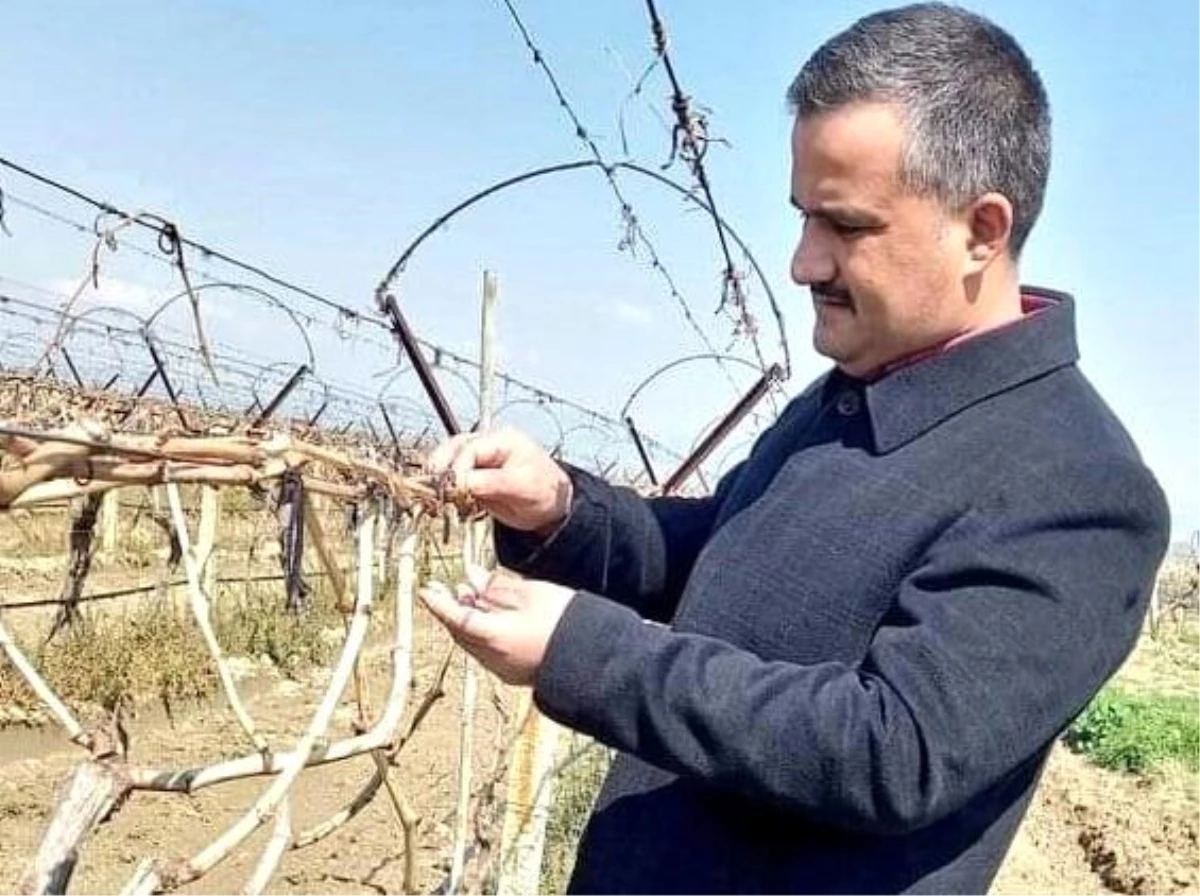 Sarıgöl’deki Üzüm Bağlarında Don Zararı Tespit Çalışmaları Başladı