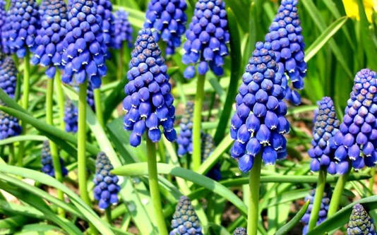 Dağda yetişiyor, astım ataklarının 1 numaralı bitkisi!