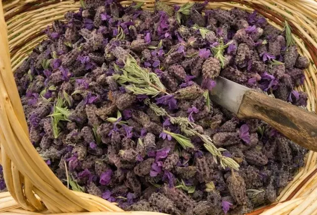 Bu ot sigara bağımlılığından kurtarıyor! Ramazan ayında oruçlu tiryakilerin imdadına koşuyor