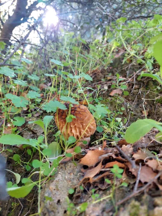 Sarıgöl’de Yağmur Sonrası Kuzugöbeği Mantarı Bolluğu