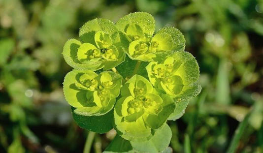 Karaciğer yağlanmasına maydanoz küründen daha etkili!