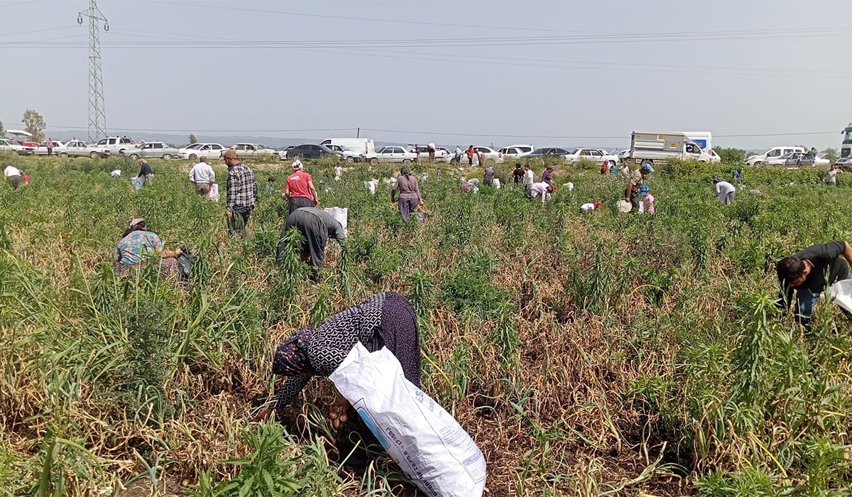 Satamadığı soğanı bedava yaptı, 3 bin kişi tarlaya koştu