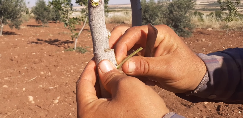 Usta Ellerin Aşısı Bir Başka Oluyor