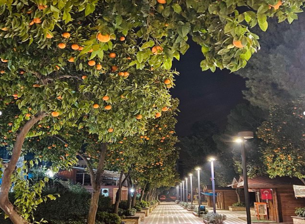 Turunç Ağaçlarının Gölgesinde Nazilli