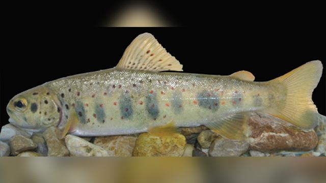 Isparta’da yeni bir alabalık türü keşfedildi