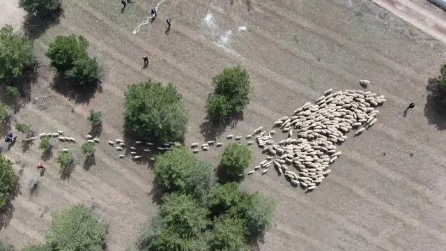 Süt kuzuları onlarca koyun arasında annelerini kokularından tanıyor