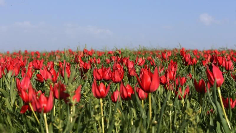 Muş Ovası lalelerle kırmızıya boyandı