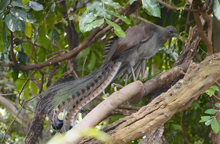 10 yıllık çalışmanın ardından çığır açan çalışma ‘Hayat Ağacı’