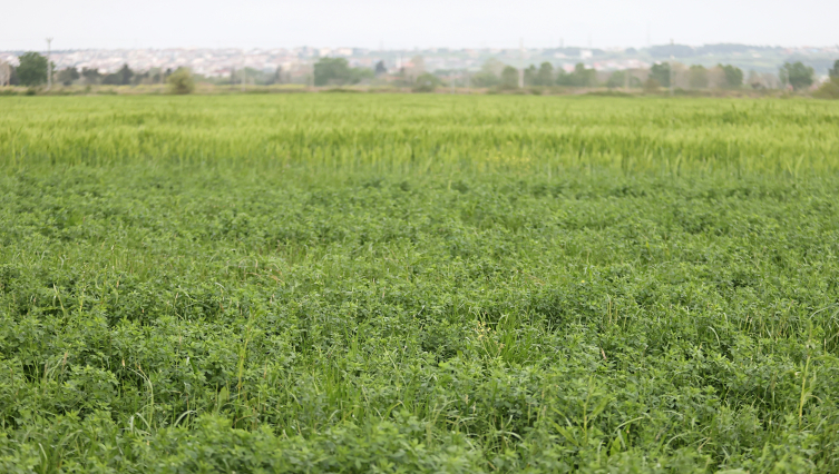 “yem bitkilerinin kraliçesi” tescillendi