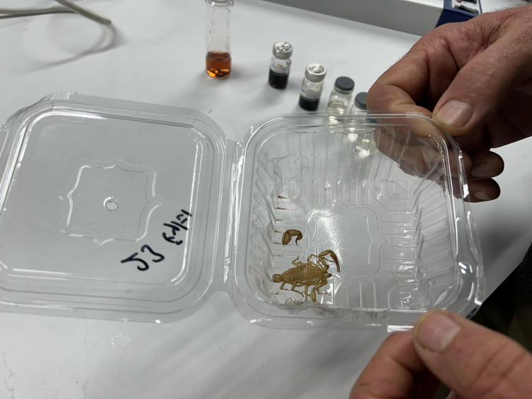 Astronotları uzaydaki radyasyondan akrep derisinden üretilen krem koruyacak