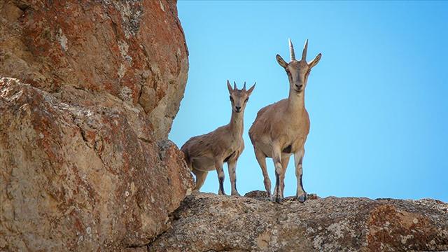 İtalyan adası bölgeyi ele geçiren keçileri sahiplendirmeye çalışıyor