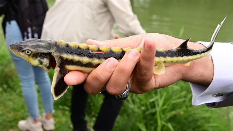 “Karadeniz’in biyolojik hazinesi” mersin balığı için uluslararası işbirliği