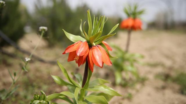 Edirne’de ters lale yetiştirilmeye başlandı