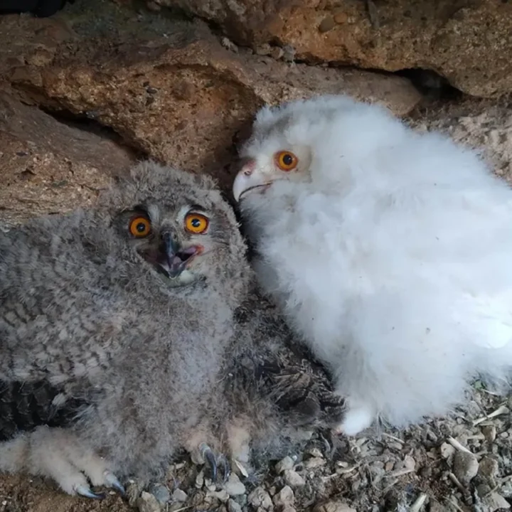 İspanya’da bulunan yavru bir Avrasya Kartal Baykuşu (bubo bubo), kısmî albino olmasıyla tarihe geçti.