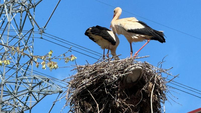 Ayşe leylek, bu yıl eşiyle geldi