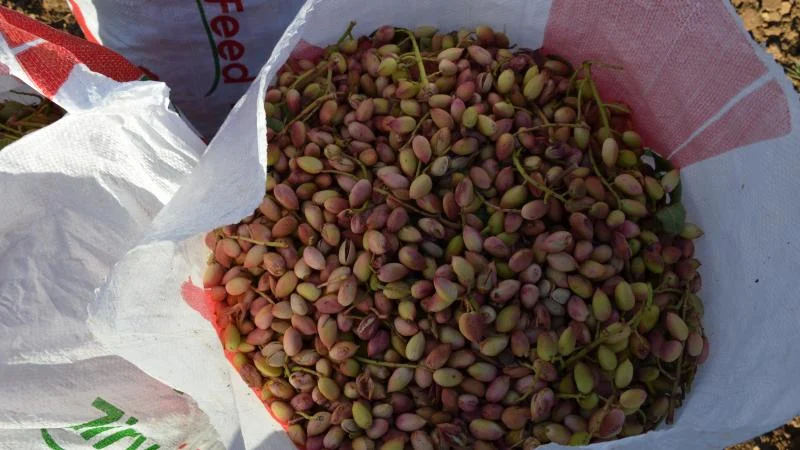 Gercüş’te fıstık üreticilerinin çapa mesaisi başladı