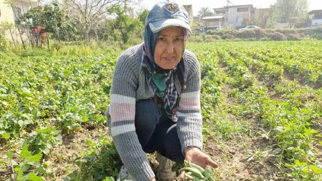 Açık havada yetişen erkenci fasulyede hasat başladı