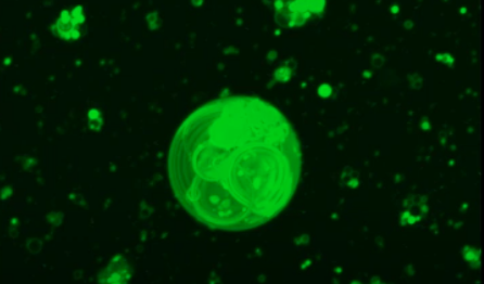 Bilim insanları dünyadaki ilk hücrelerin nasıl oluşmuş olabileceğini ortaya koyuyor