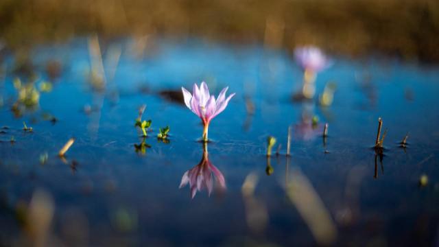Kışı çetin geçen Ardahan’da kardelenler açtı