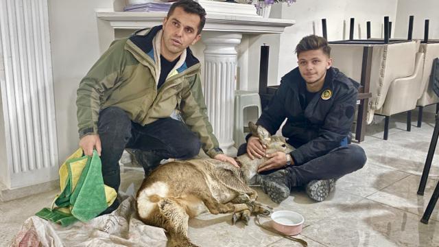 Rize’de demir korkuluklara sıkışan karacayı otobüs şoförü kurtardı