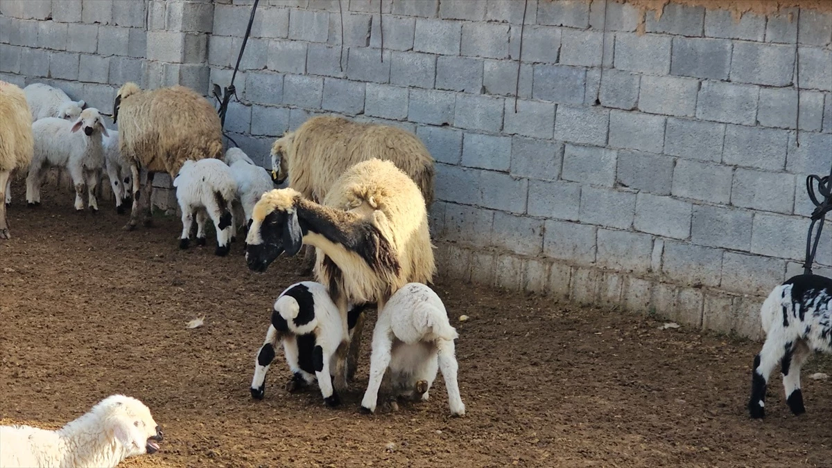 İstanbul’da çalıştıktan sonra köyüne dönen çiftçi, hayvan sayısını 1100’e çıkardı