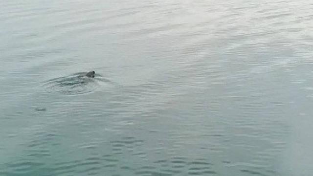 Karabük’te su samurları görüntülendi