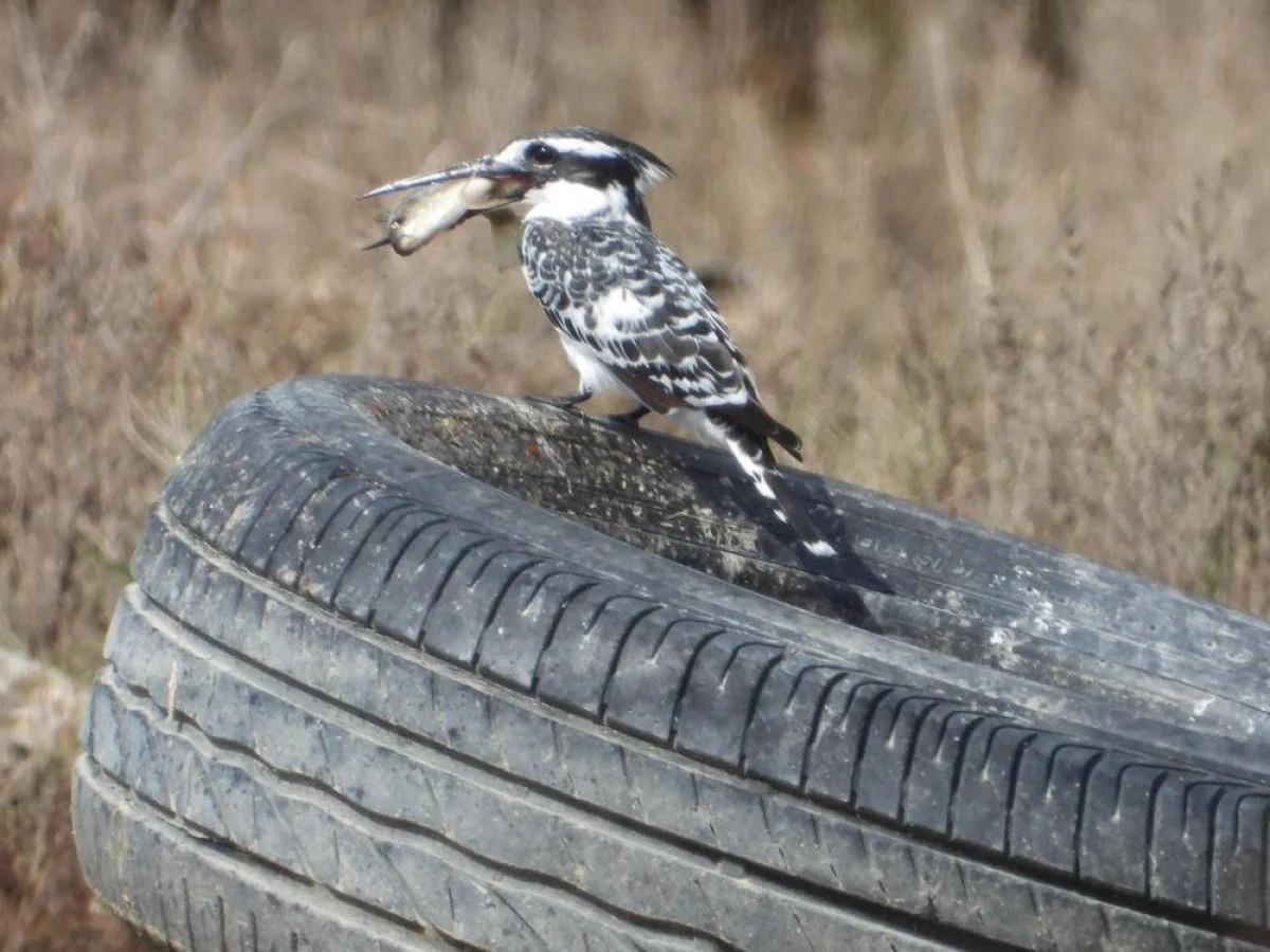 Hatay’da alaca yalıçapkınının avladığı balıkla yaşadığı zor anlar, kuş gözlemcisinin objektifine yansıdı.
