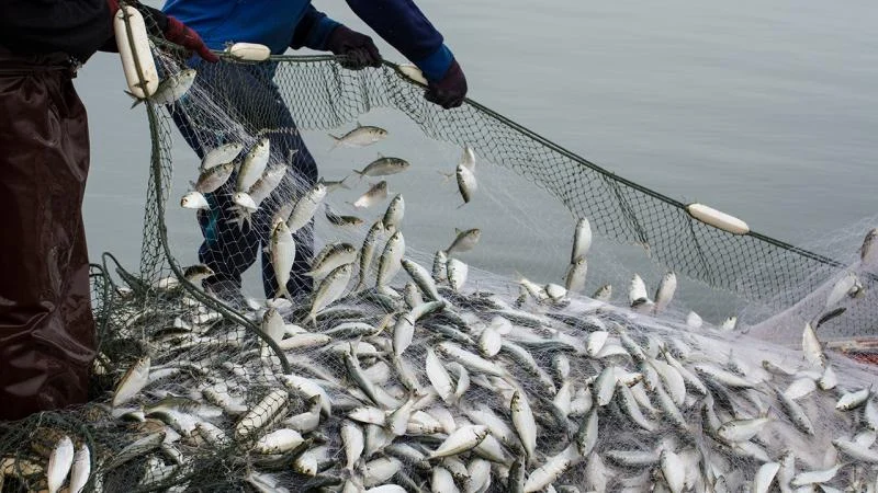 Su ürünleri ihracatında hedef 2 milyar dolar