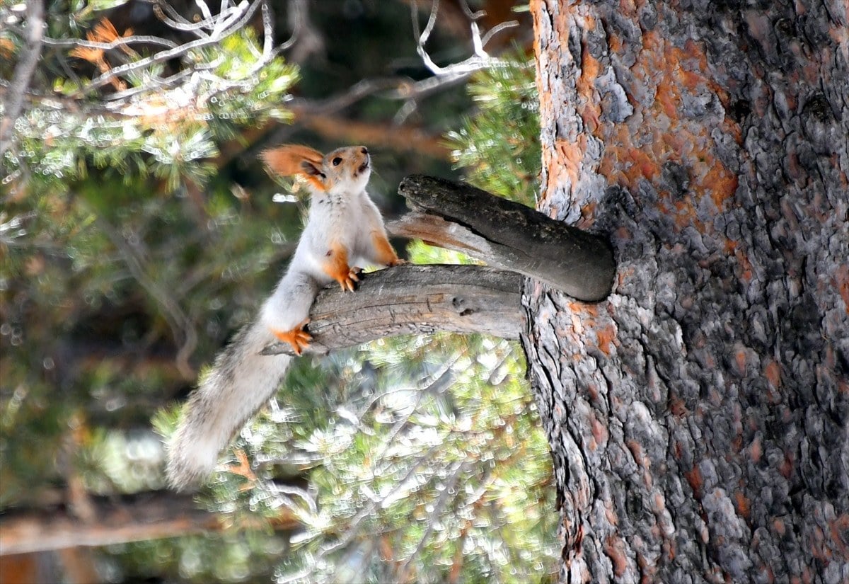 Karın erimesiyle birlikte doğa canlandı!