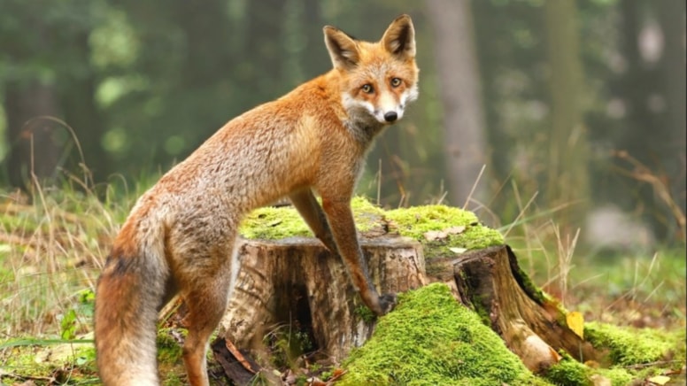 İnsanların en iyi arkadaşı Tilkiler çıktı