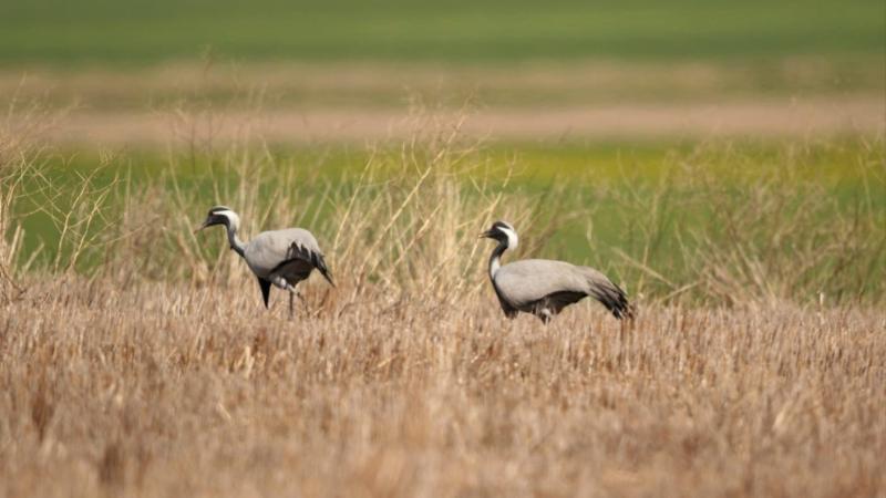Telli turnalar yeniden Amasya’da yuva yaptı